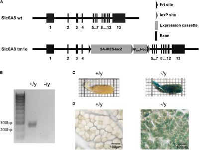 A Mouse Model of Creatine Transporter Deficiency Reveals Impaired Motor Function and Muscle Energy Metabolism